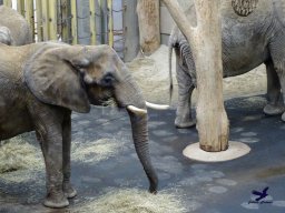Tiergarten Schönbrunn am 24.02.2026